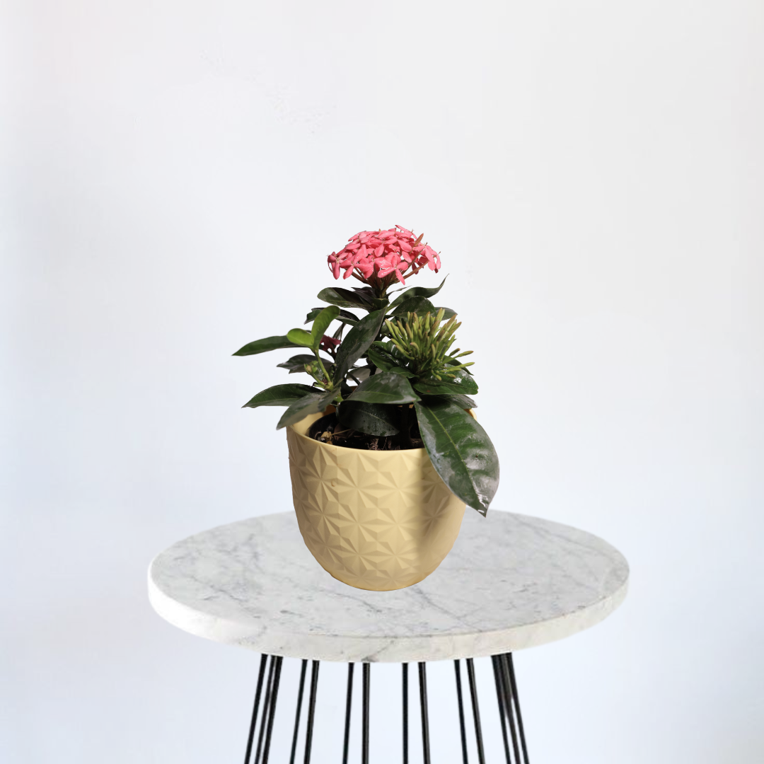 Ixora - Rugmini Pink