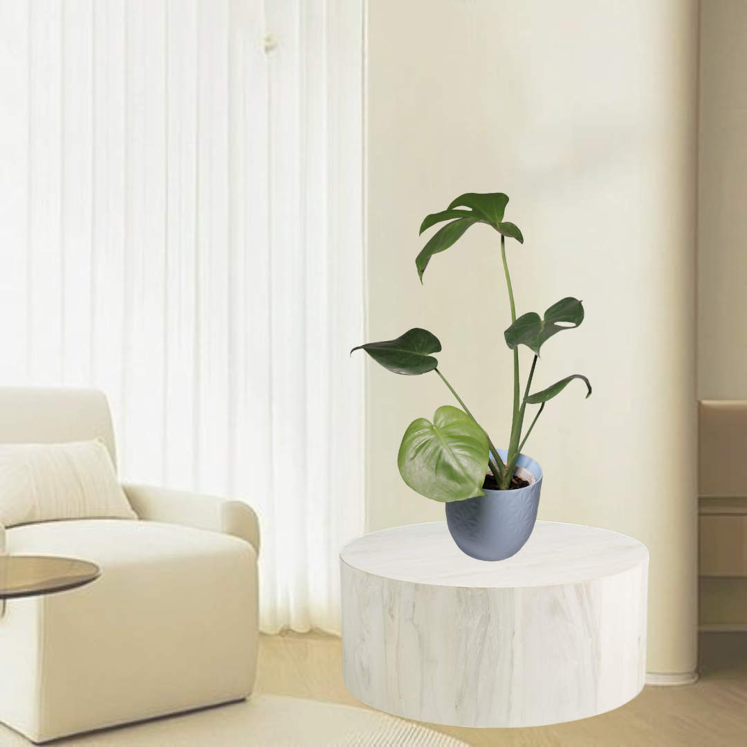 Monstera Deliciosa