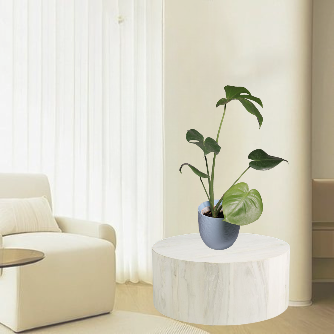 Monstera Deliciosa
