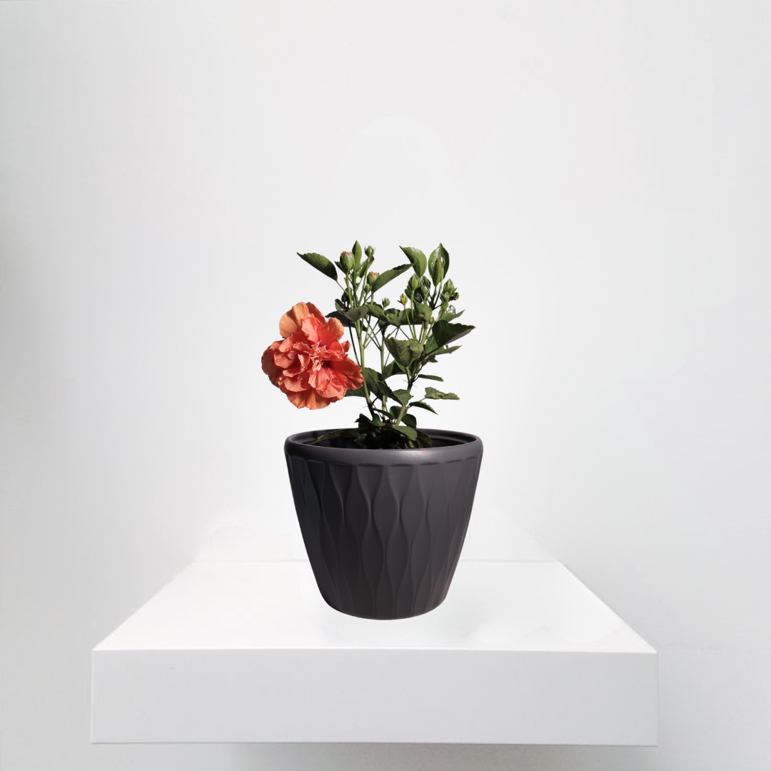 Hibiscus Orange