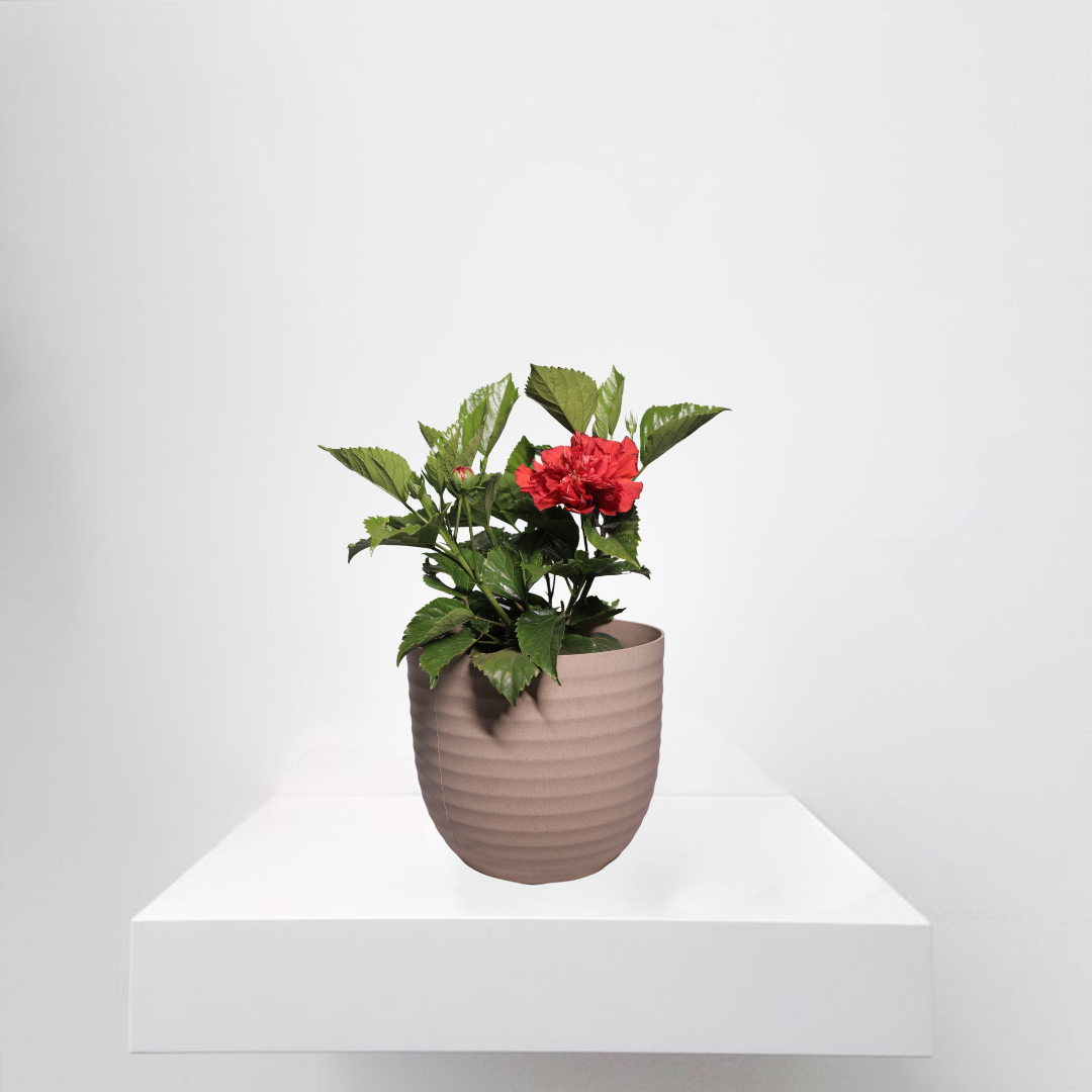 Kalanchoe Red
