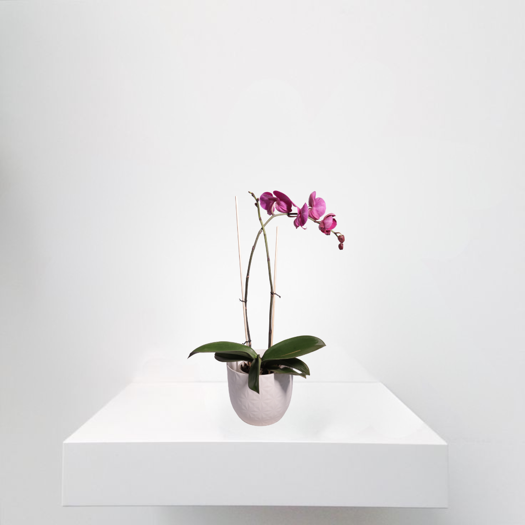 Moth Orchid Purple