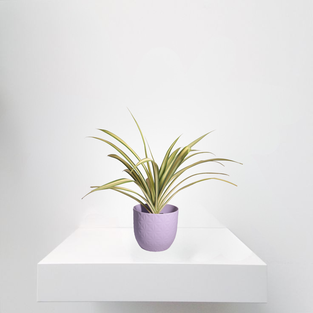 Spider Plant