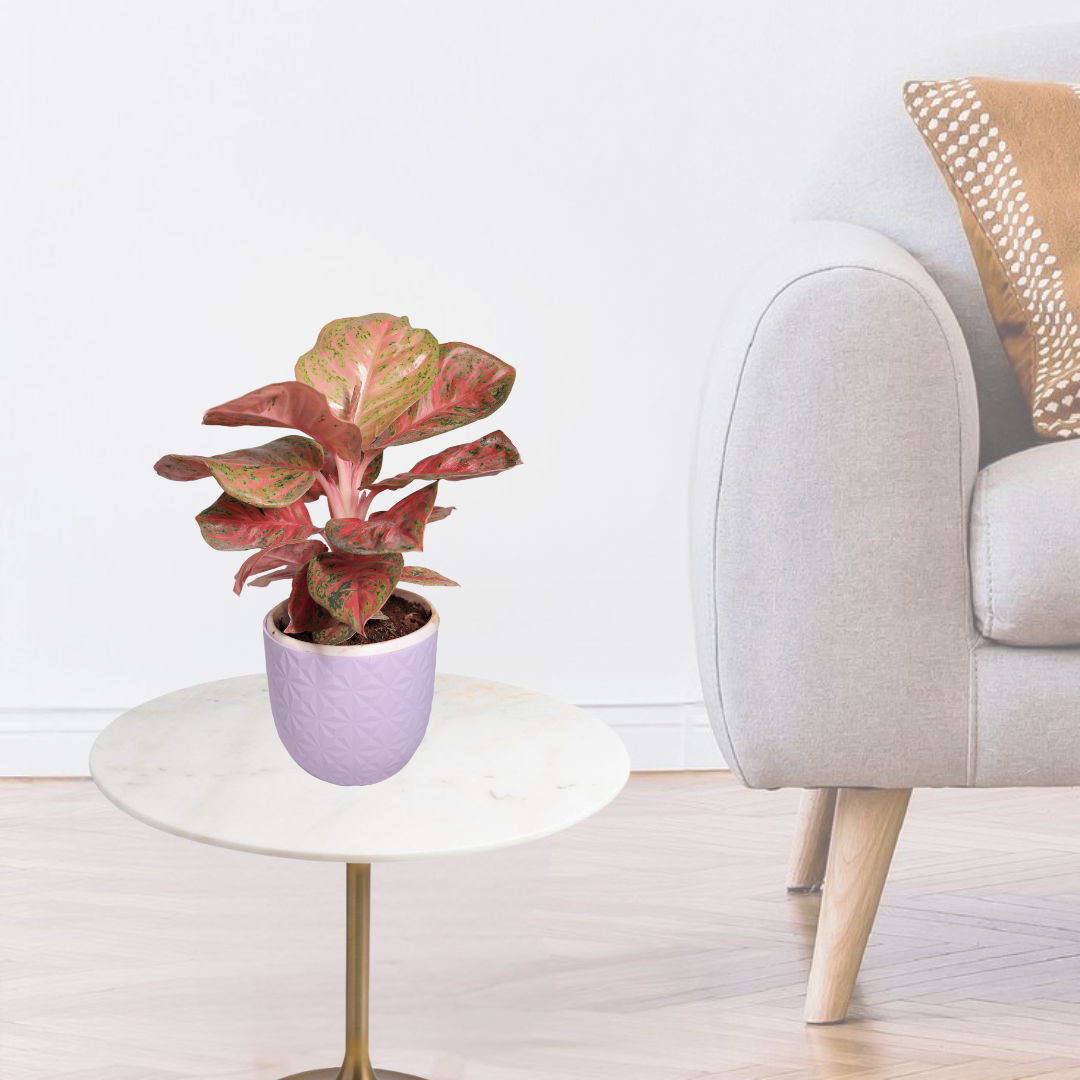 Aglaonema Red