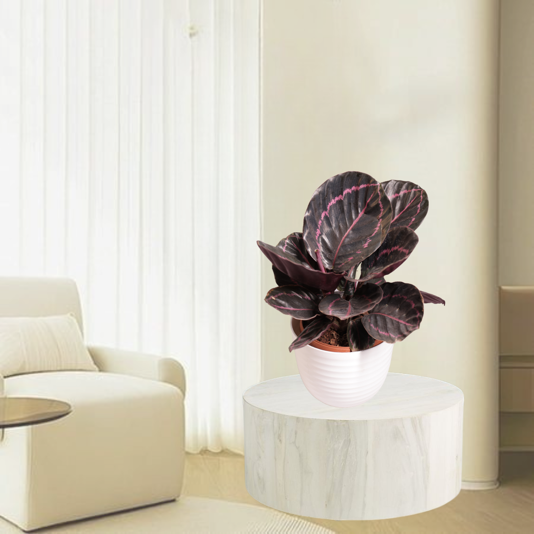 Red Calathea