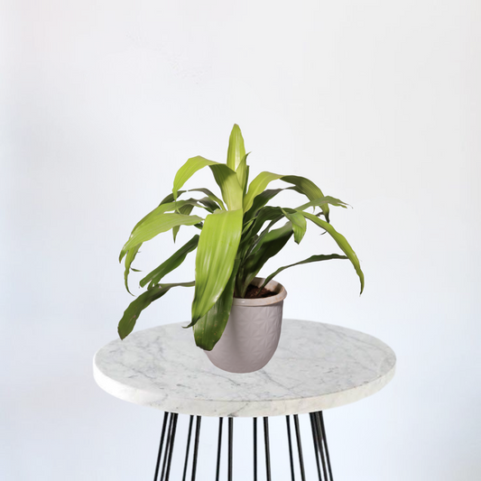 Dracaena green