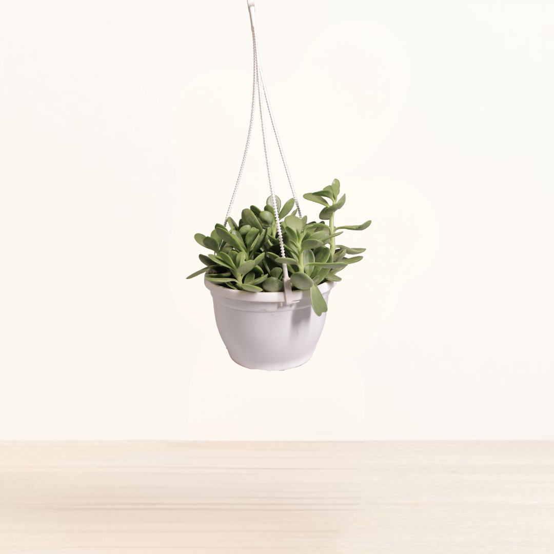 Jade Plant Hanging