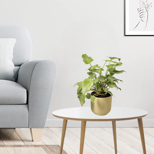 Xanadu Green Plant