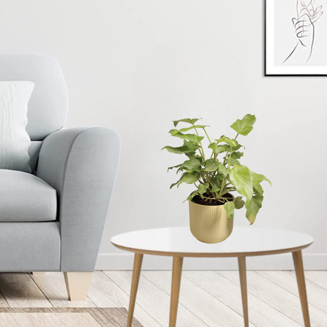 Xanadu Green Plant