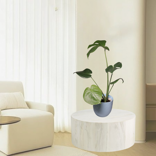 Monstera Deliciosa