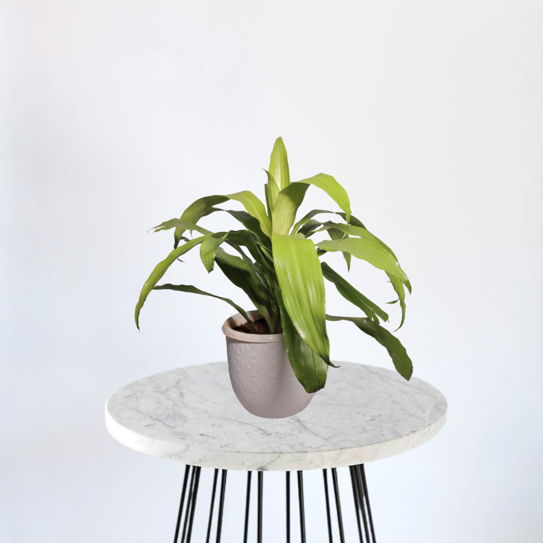 Dracaena green