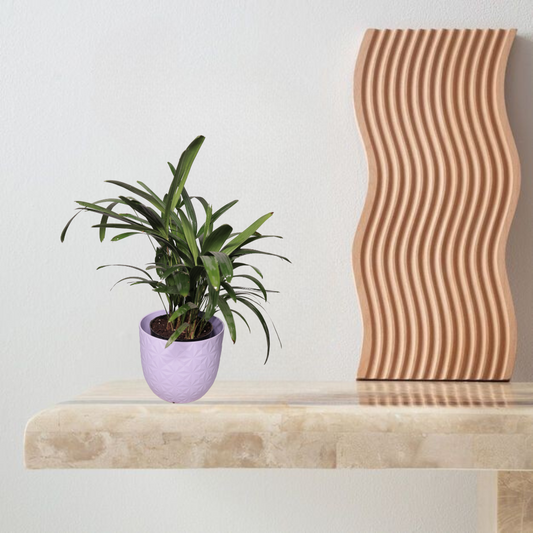 Areca Palm