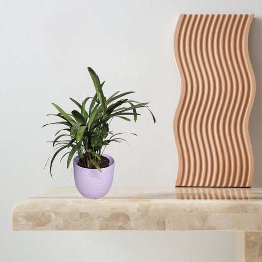 Areca Palm
