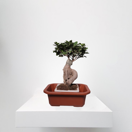 Ficus Bonsai