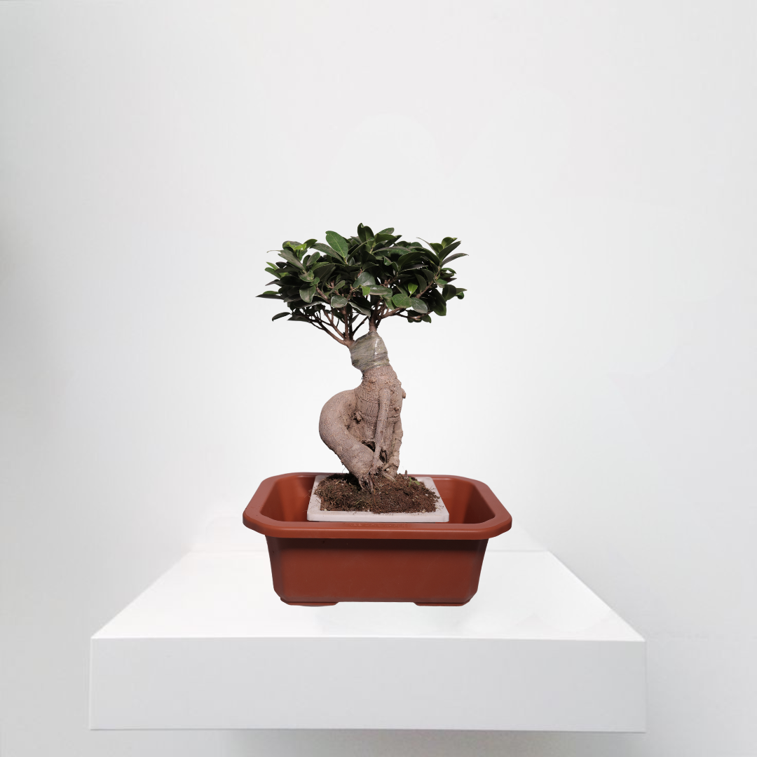 Ficus Bonsai