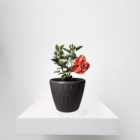 Hibiscus Orange