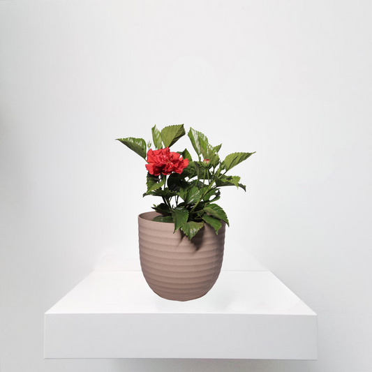Kalanchoe Red