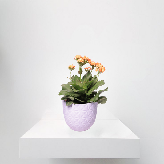 Kalanchoe Orange