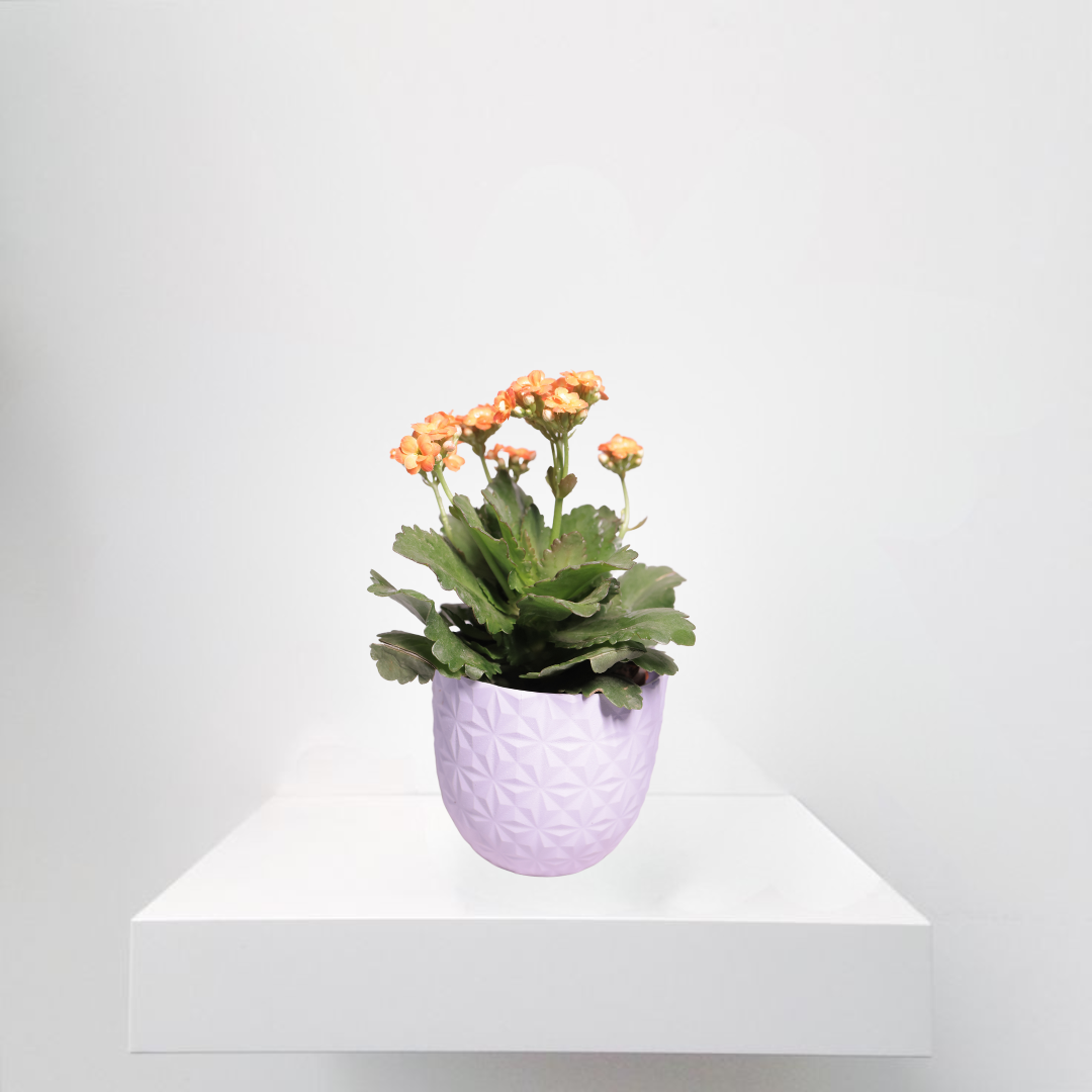 Kalanchoe Orange