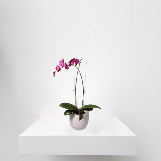 Moth Orchid Purple