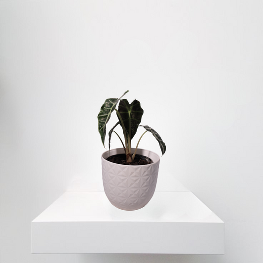 Alocasia Amazonica indoor plant