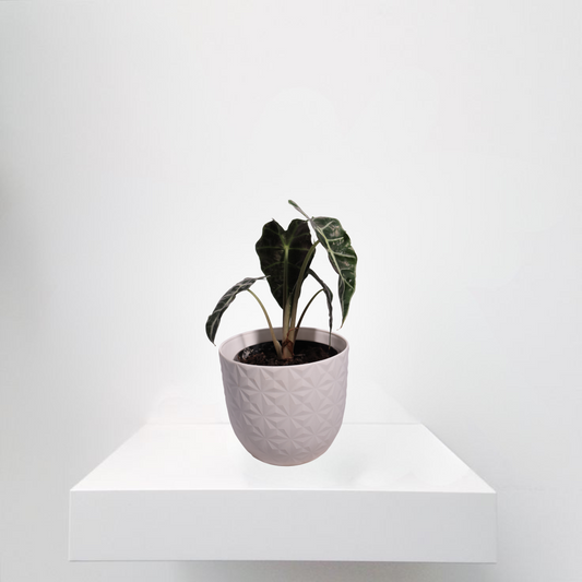Alocasia Amazonica indoor plant