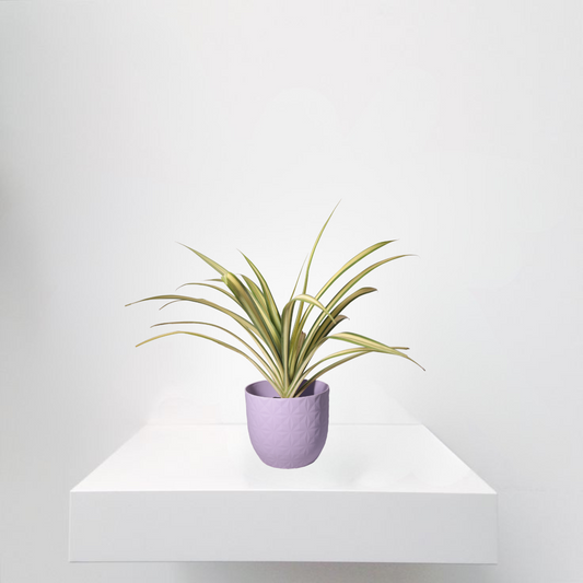 Spider Plant
