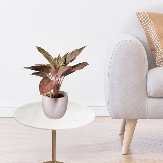 Aglaonema Red