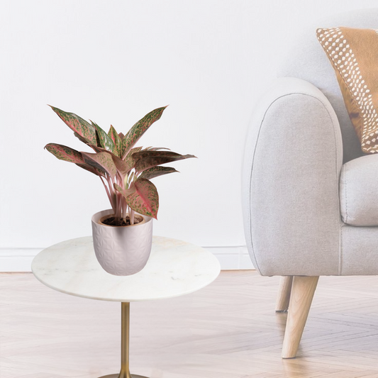 Aglaonema Red