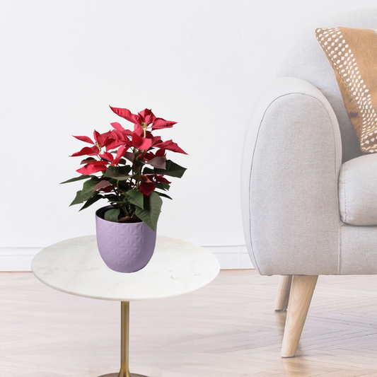Poinsettia Red
