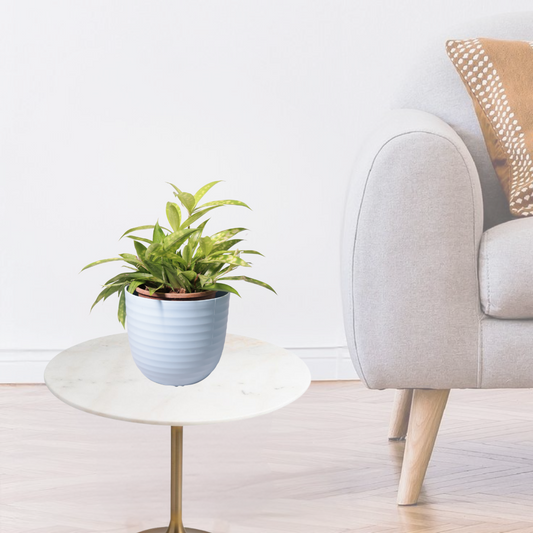 Dracaena Golden Milky