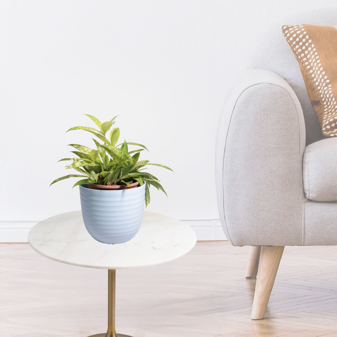 Dracaena Golden Milky