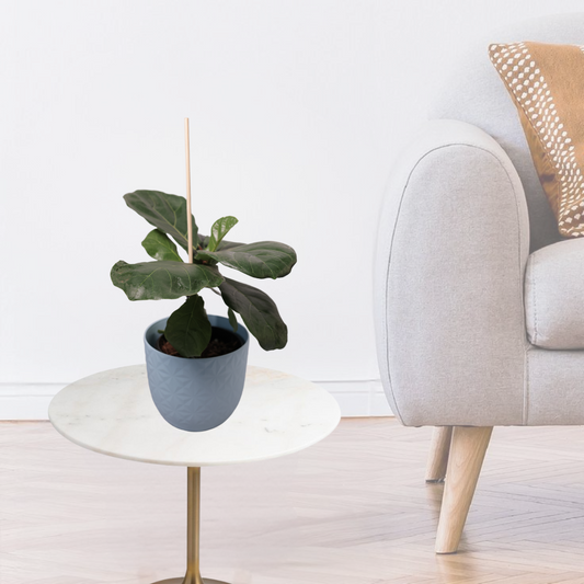 Fiddle Leaf Fig