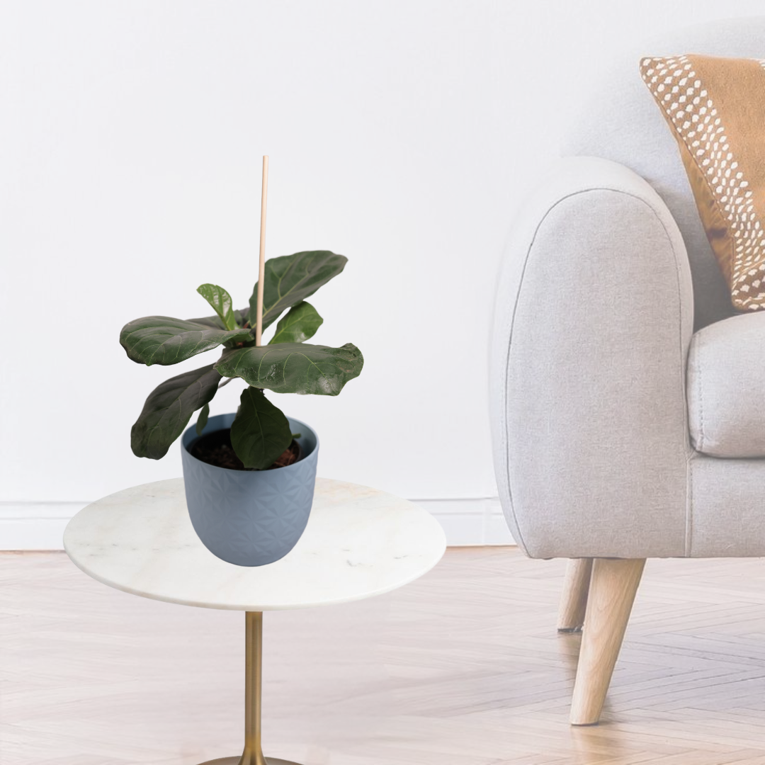 Fiddle Leaf Fig