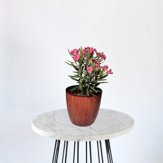 Oleander - Kaner Red