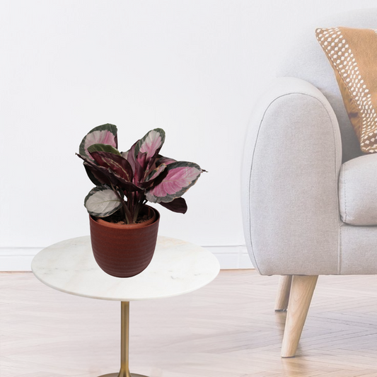 Calathea roseopicta