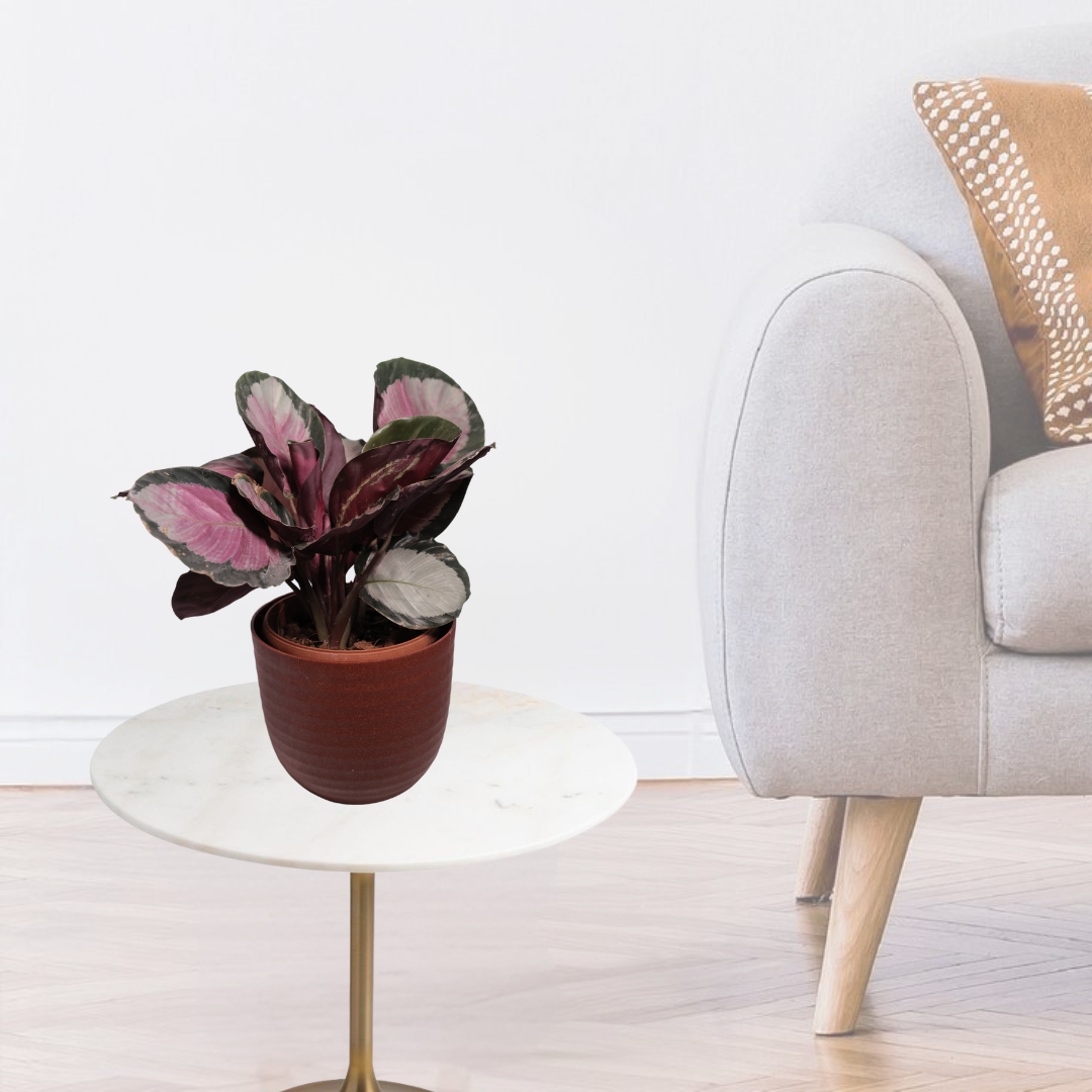 Calathea roseopicta