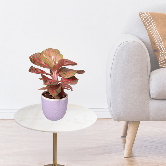 Aglaonema Red