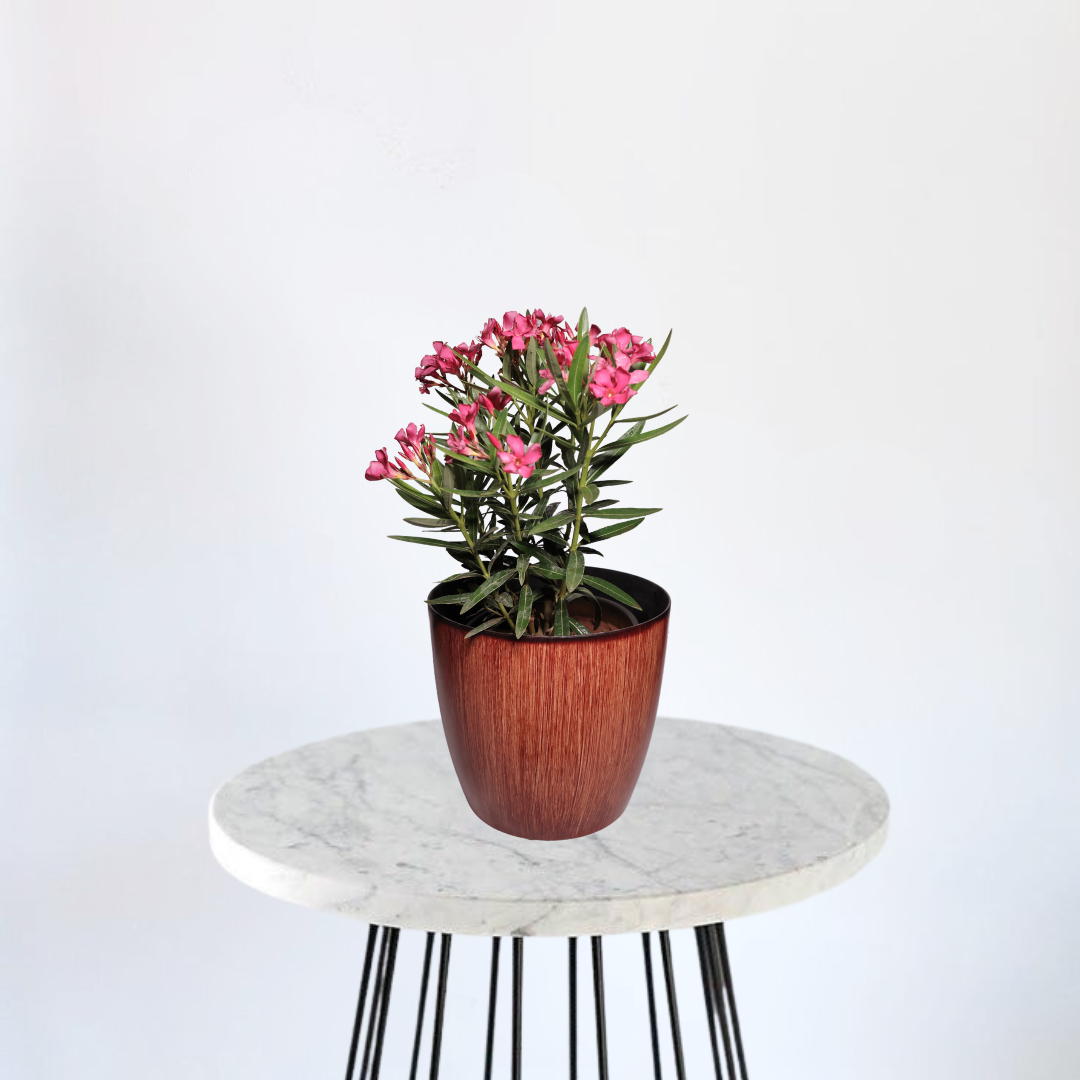 Oleander - Kaner Red