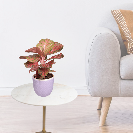 Aglaonema Red