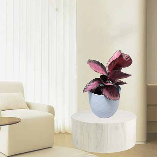 Calathea Roseopicta