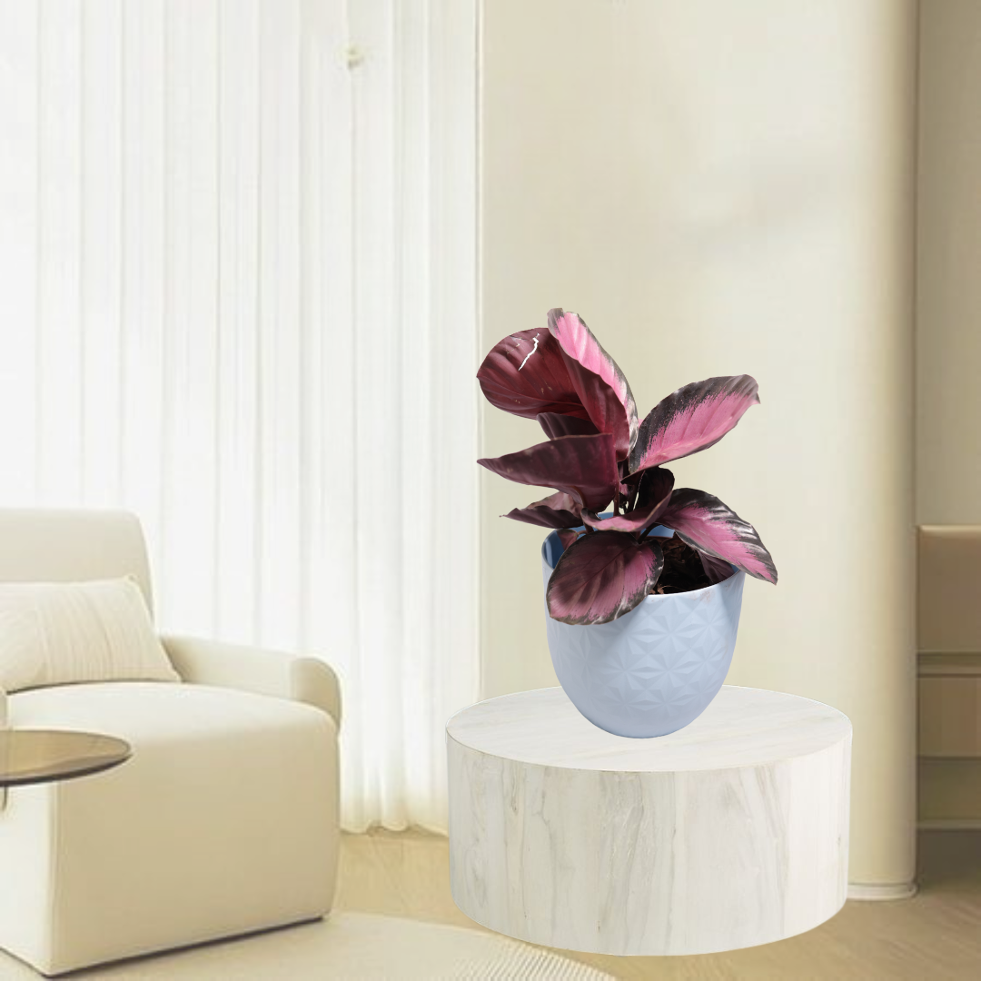 Calathea Roseopicta