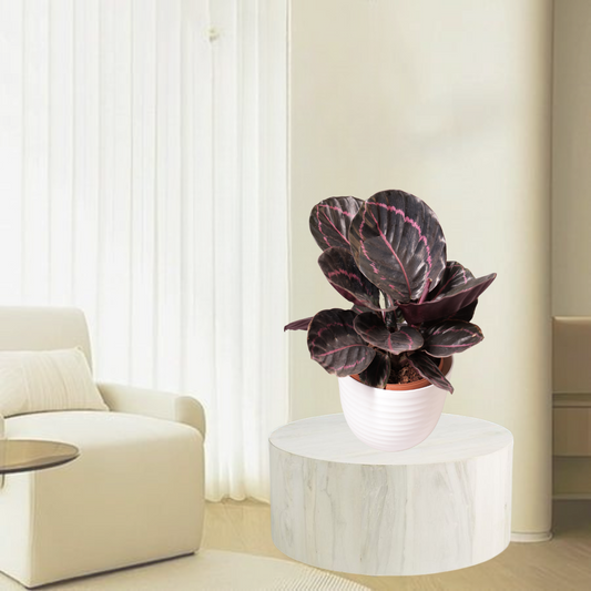 Red Calathea