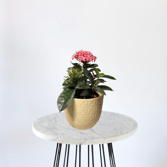 Ixora - Rugmini Pink