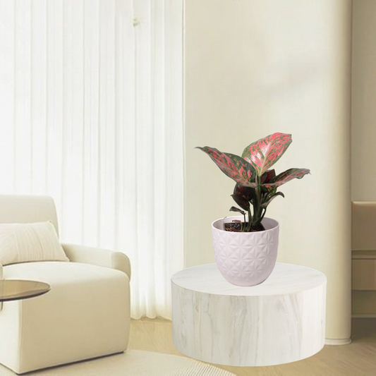Aglaonema Pink