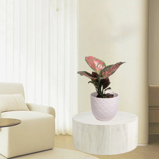 Aglaonema Pink