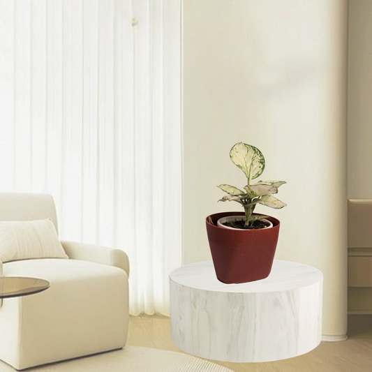 Aglaonema  Super White