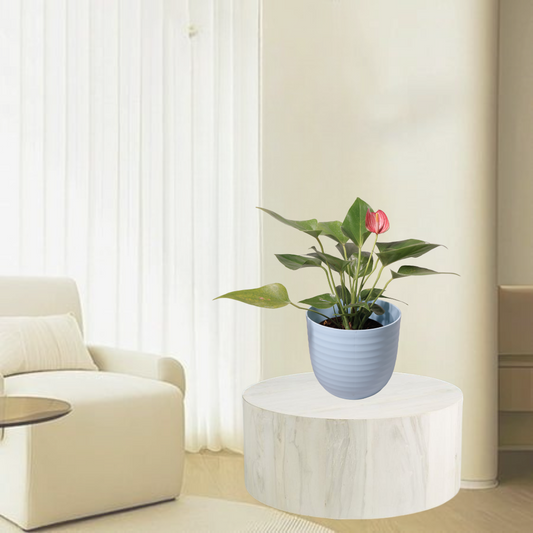Anthurium Andraeanum