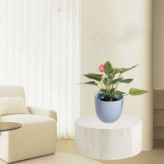 Anthurium Andraeanum
