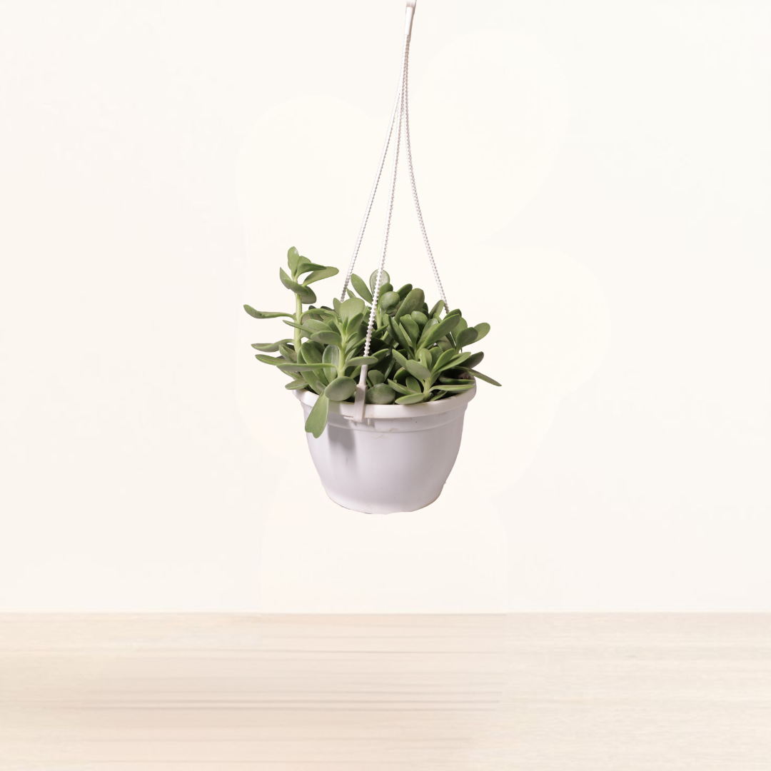 Jade Plant Hanging